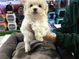 Vonalp Pet Garantili Maltipoo Yavrularımız