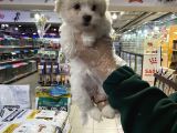 Vonalp Pet Garantili Maltipoo Yavrularımız