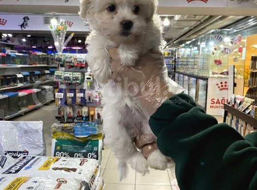 Vonalp Pet Garantili Maltipoo Yavrularımız