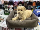 Vonalp Pet Garantili Maltipoo Yavrularımız