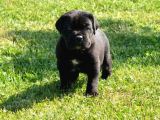 Cane Corso Yavrularimiz