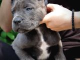 Cane Corso Yavrularimiz
