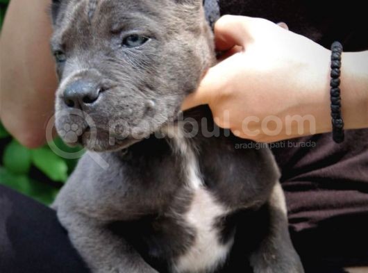 Cane Corso Yavrularimiz görsel