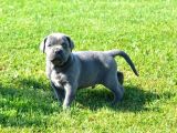 Cane Corso Yavrularimiz