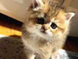 Vonalp Pet Garanti̇si̇yle Bri̇ti̇sh Yavrular