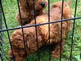 Toy Poodle Yavrulari Vonalp Garanti̇si̇yle