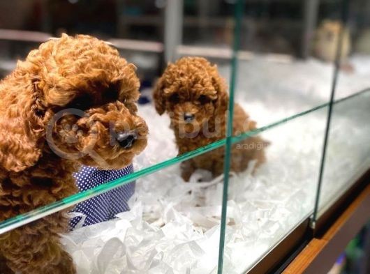 Vonalp Garanti̇li̇ Toy Poodle Yavrulari görsel