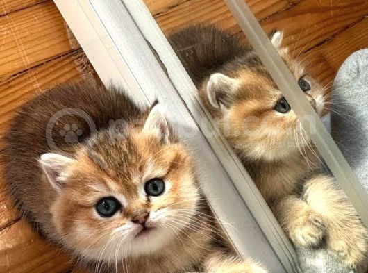 Vonalp Pet Garanti̇si̇yle Bri̇ti̇sh Yavrular görsel