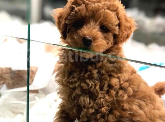 Vonalp Garanti̇li̇ Toy Poodle Yavrulari