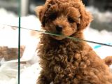 Vonalp Pet Garanti̇si̇yle Sevi̇mli̇  Toy Poodle Yavrularimiz