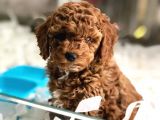 Toy Poodle Yavrulari Vonalp Garanti̇si̇yle