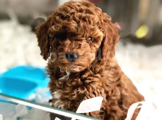 Toy Poodle Yavrulari Vonalp Garanti̇si̇yle görsel