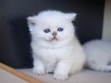 VONALP PET GARANTİSİYLE BRİTİSH YAVRULAR