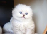 Vonalp Pet Garanti̇si̇yle Bri̇ti̇sh Yavrular