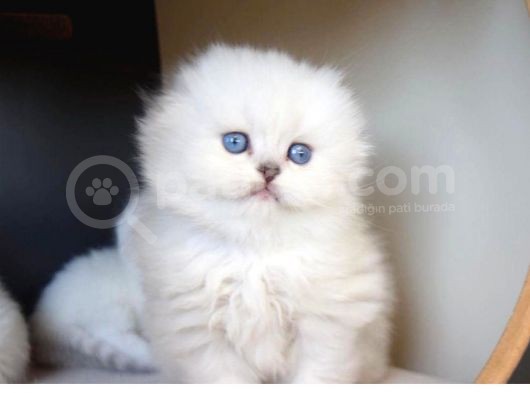 Vonalp Pet Garanti̇si̇yle Bri̇ti̇sh Yavrular görsel