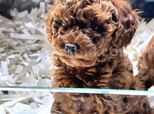 Vonalp Pet Garantisiyle Sevimli Toy Poodle Yavrularımız