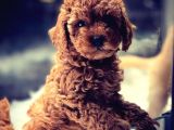 VONALP PET GARANTİSİYLE SEVİMLİ  TOY POODLE YAVRULARIMIZ