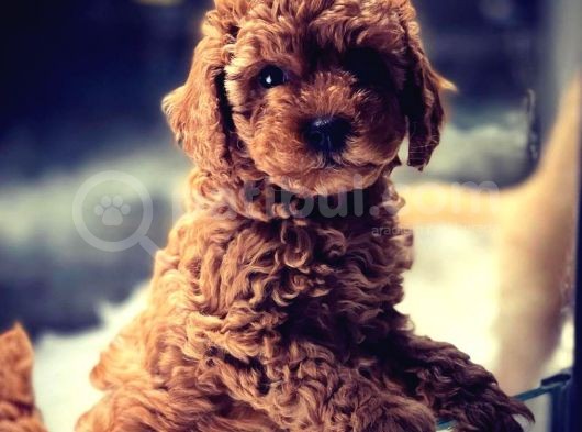 VONALP PET GARANTİSİYLE SEVİMLİ  TOY POODLE YAVRULARIMIZ
