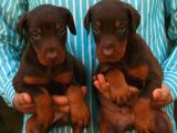 Show Güzelli̇kte Safkan Doberman Yavrular