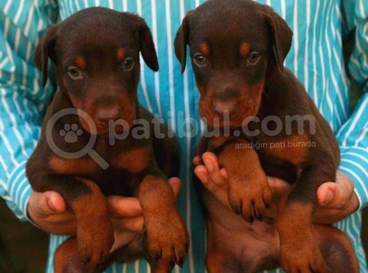 Show Güzelli̇kte Safkan Doberman Yavrular görsel