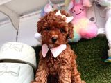 Red Brown Toy Poodle Yavrular