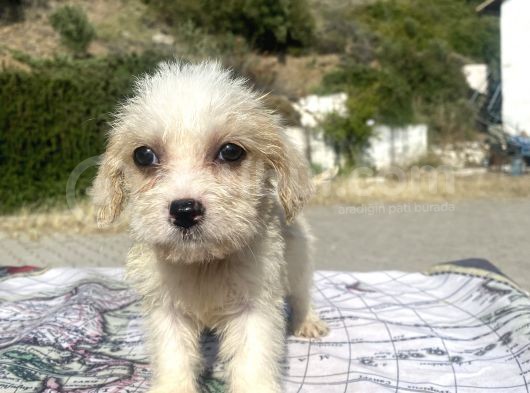 0 No Masum Bakışlı Maltipoo Kızımız