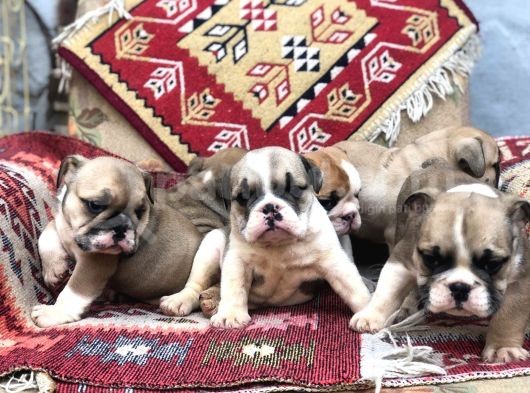 Show Güzelli̇kte İngiliz Buldogg Yavrularımız görsel