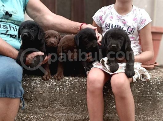 Irk Ve Sağlık Garantili Labrador Retriever Yavrular görsel