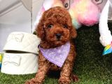Red Brown Oyuncak Toy Poodle Yavrular