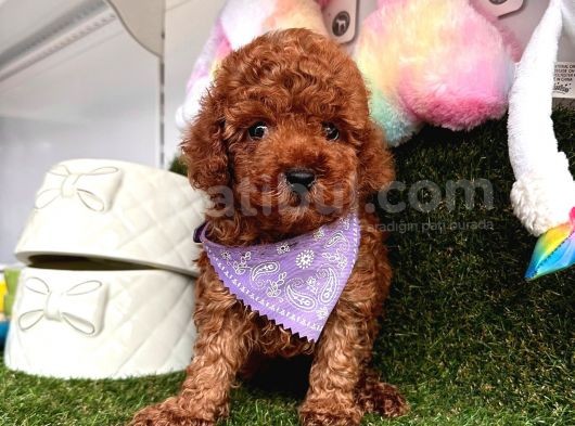Red Brown Oyuncak Toy Poodle Yavrular görsel