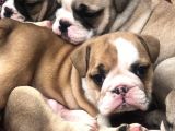 Show GÜZELLİKTE İngiliz Buldogg Yavrularımız