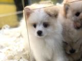 Saf Irk Pomeri̇an Boo Yavrulari Vonalp Pet Garanti̇si̇yle