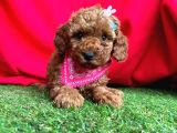 Safkan Red Brown Toy Poodle Yavrularimiz
