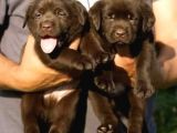 Irk ve Sağlık Garantili Labrador Retriever Yavrular