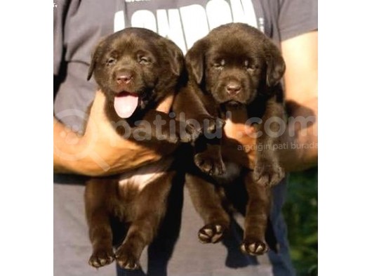 Irk Ve Sağlık Garantili Labrador Retriever Yavrular