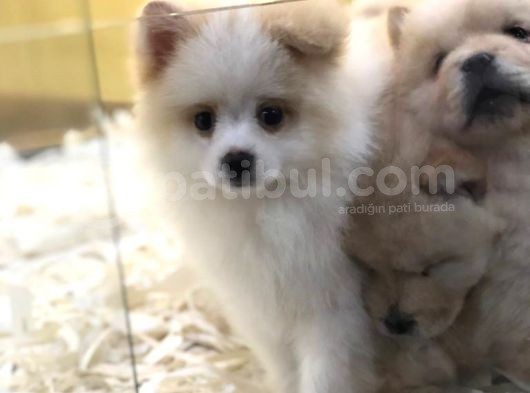 Saf Irk Pomeri̇an Boo Yavrulari Vonalp Pet Garanti̇si̇yle