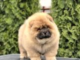 Ev Üretimi Safkan ChowChow Yavrular