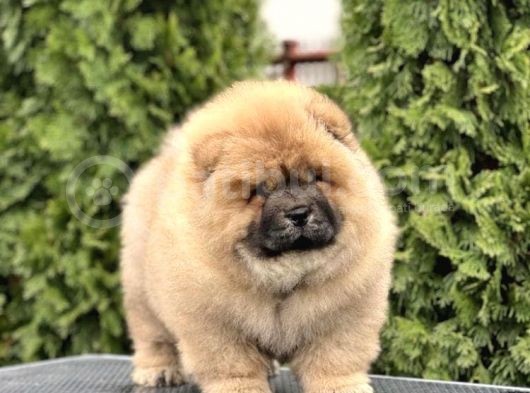Ev Üretimi Safkan Chowchow Yavrular