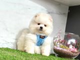 Show Kalite Pomeranian Boo Yavrular