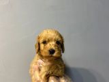 Orji̇nal Malti̇poo Bebekler