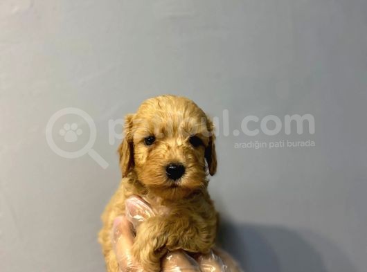 Orji̇nal Malti̇poo Bebekler görsel