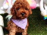 Red Brown Oyuncak Toy Poodle Yavrular