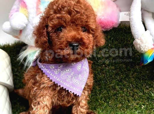 Red Brown Oyuncak Toy Poodle Yavrular görsel