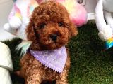Red Brown Oyuncak Toy Poodle Yavrular