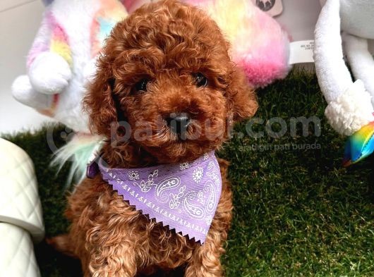 Red Brown Oyuncak Toy Poodle Yavrular görsel