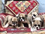 Show Güzelli̇kte İngiliz Buldogg Yavrularımız