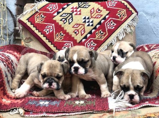 Show Güzelli̇kte İngiliz Buldogg Yavrularımız görsel