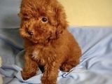 Scr Belgeli Poodle Yavrularımız Dişi Ve Erkek