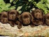 Irk Ve Sağlık Garantili Labrador Retriever Yavrular