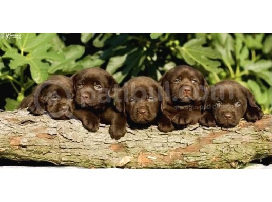 Irk Ve Sağlık Garantili Labrador Retriever Yavrular görsel